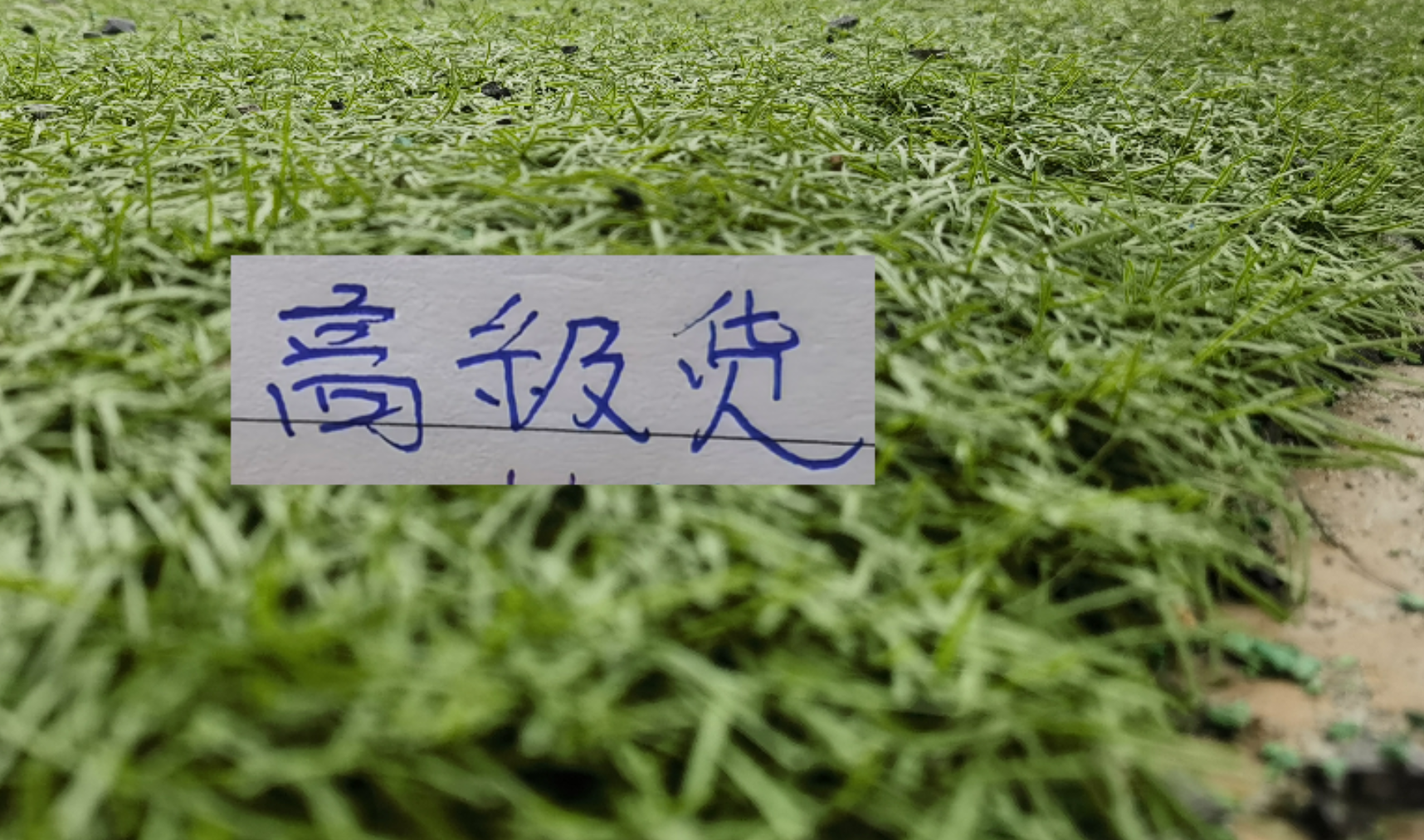 IM电竞-中超前7轮五大宝藏引援！领头羊+有马莱莱大连 都成功捡漏